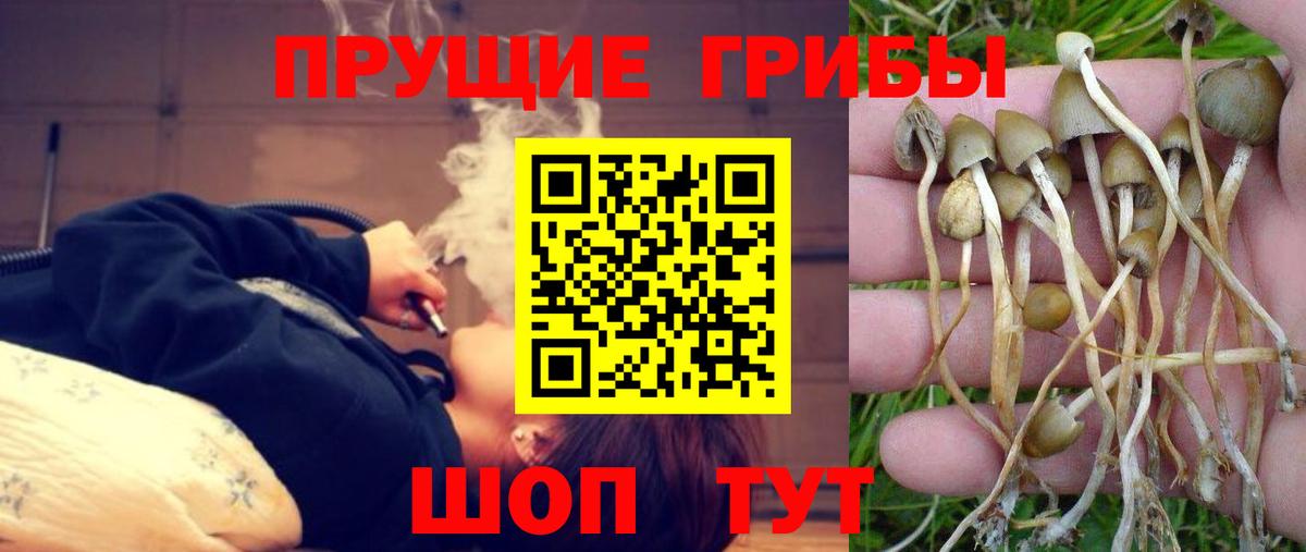 Псилоцибиновые грибы GOLDEN TEACHER Семёнов